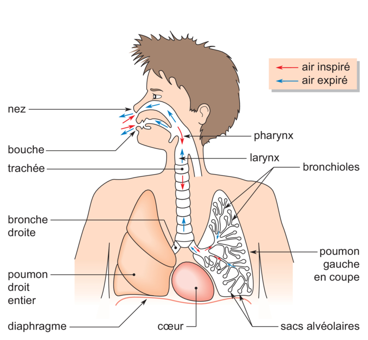 L'appareil respiratoire